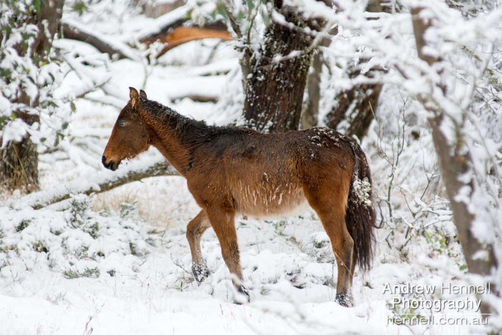 Brumbies on Long Plain, Kosciuszko National Park Andrew Hennell